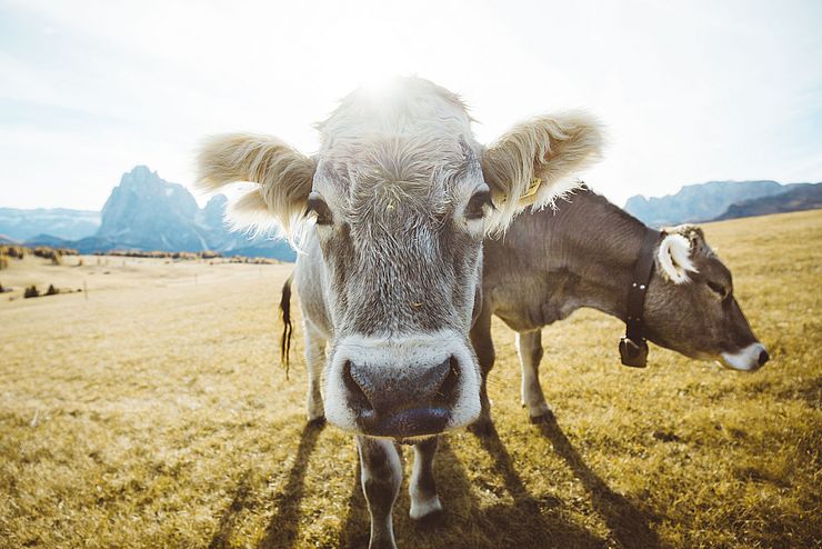 Kühe in Tirol 