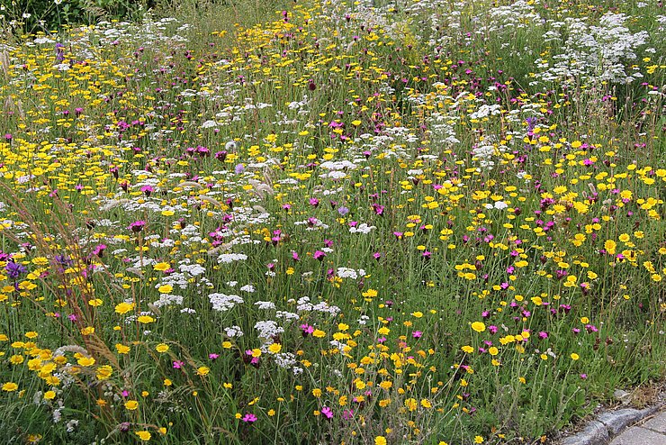 Das „Natur im Garten Projekt“ bringt die Wiesen in den Gemeinden wieder zum Blühen.