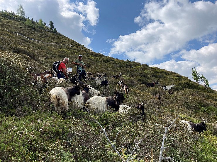 © Peter Frank (Bezirksstellenleiten Landwirtschaftskammer Landeck) Der Bürgermeister von Prutz Heinz Kofler und der Pächter der Verpeil-Alpe im Kaunertal Urban Lentsch stehen mit über einem Dutzend Ziegenböcken auf einem Hang der Alpe.