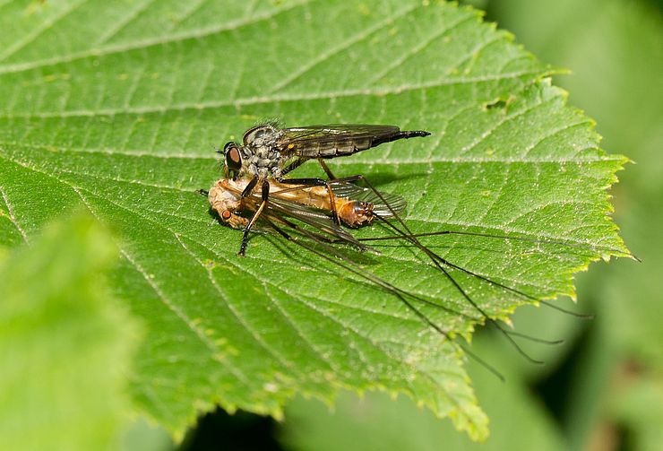 Unscheinbare Insekten wie Raubfliegen und Schnaken werden im Rahmen von "Lifeplan" genetisch bestimmt.