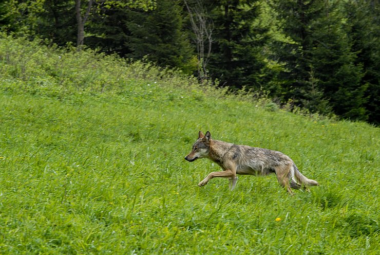 Wolf im flottem Trab auf grüner Wiese