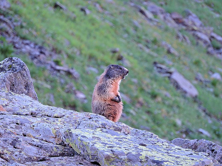 © Benedikt Kolp ein wachsames Murmeltier beobachtet auf einem Felsen die Umgebung