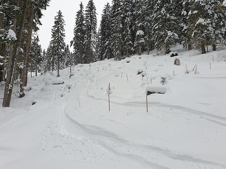 Waldlichtung mit Schnee bedeckt; Spuren von Ski; Pfosten ragen aus dem Schnee