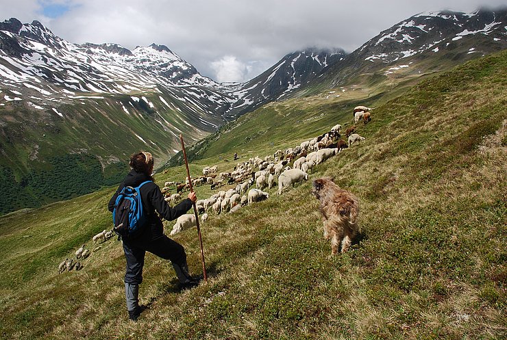 Hirtin mit Hütehund & Schafen auf einer Herdenschutz-Projektalm