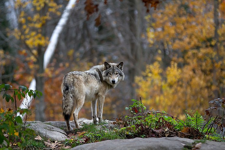 Wolf im Wald