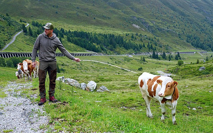 © Land Tirol/Hörmann Mann mit Stock in der Hand mit 3 Kühen auf einer Alm.