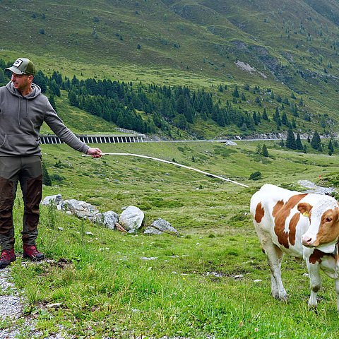 � Land Tirol/Hörmann Weidetier ist kein Selfie-Partner und die Alm kein Streichelzoo
