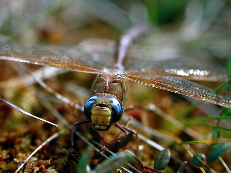 Libelle