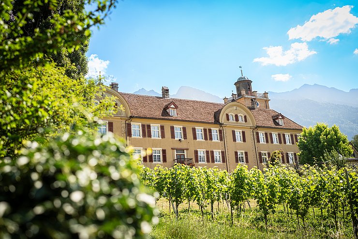 Blick über Reben auf historisches Gebäude
