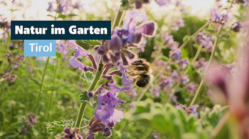 Natur im Garten