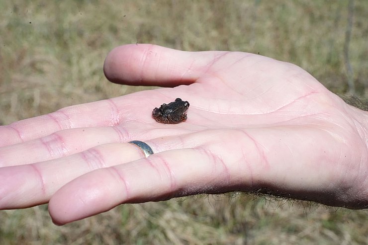 Winziger Frosch auf Handfläche (Größe circa wie ein 10-Cent-Stück)