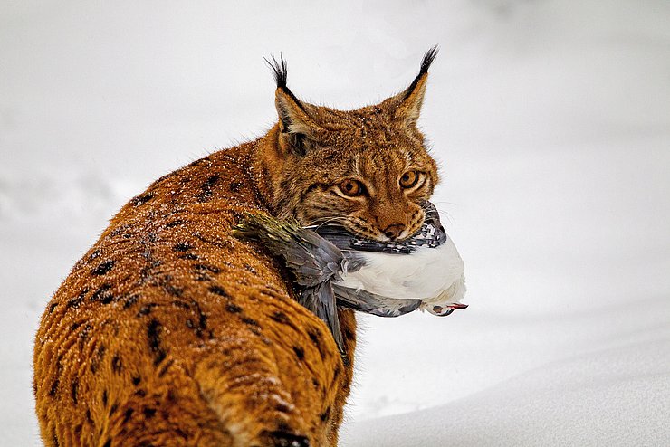 Luchs mit hält Vogel im Maul