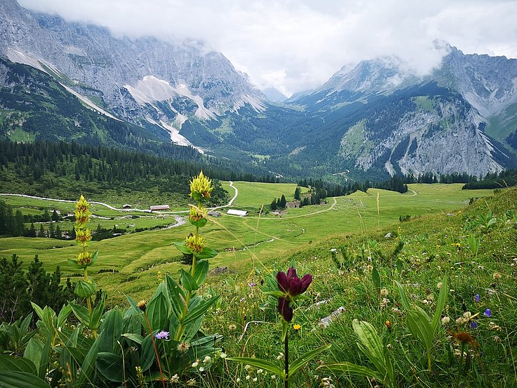 im Vordergrund Blumen, im Hintergrund Berge