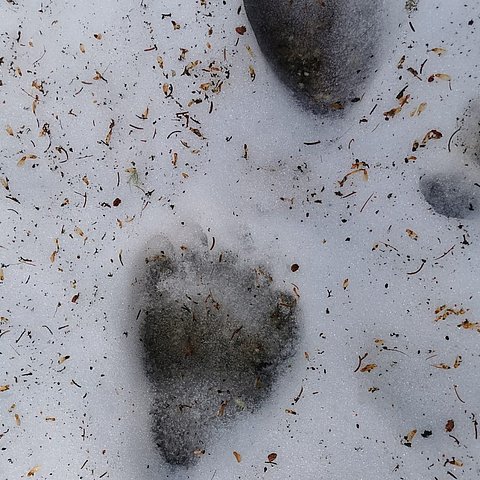 Frische Spure eines Bären im Gemeindegebiet von Serfaus.