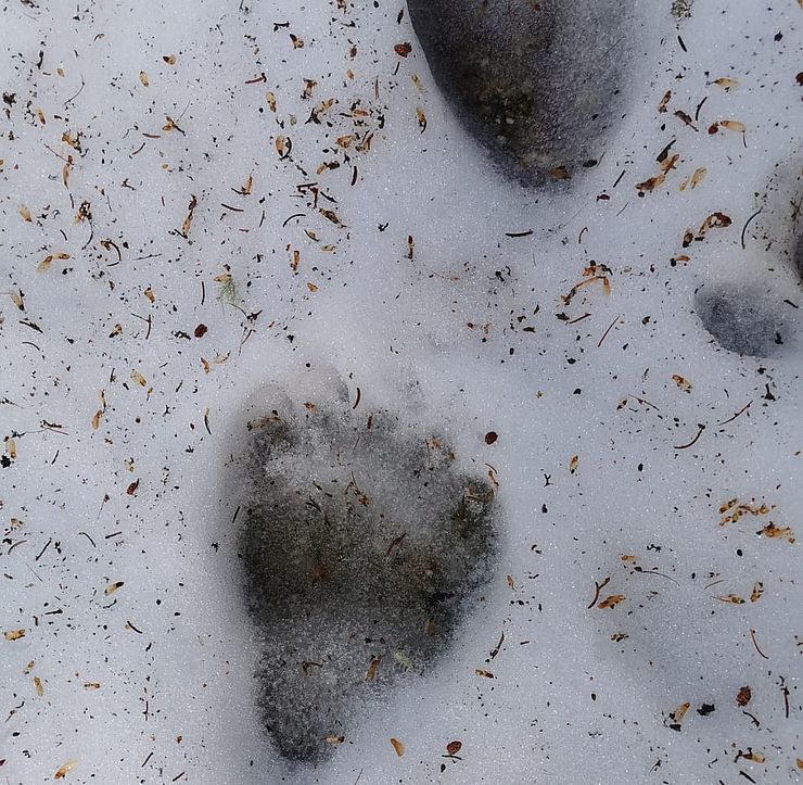 Frische Spure eines Bären im Gemeindegebiet von Serfaus.