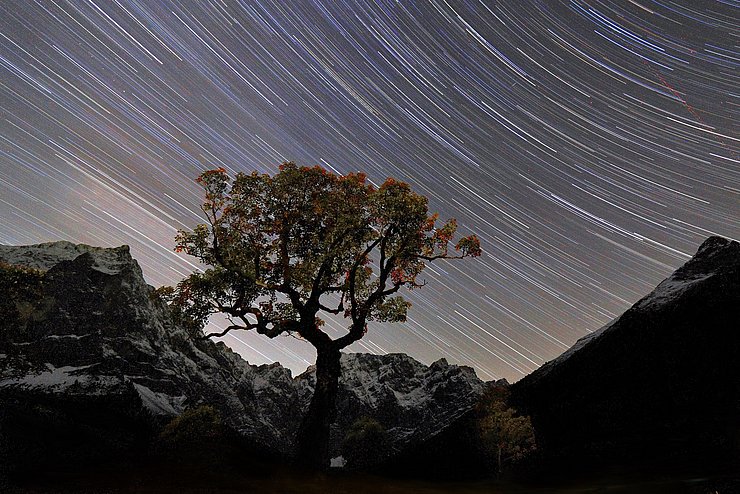 Sternenhimmel, im Vordergrund ein Ahorn