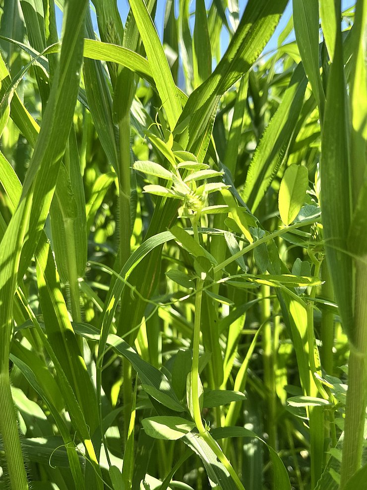 © Katharina Knöbl Nahaufnahme von Grünpflanzen im Freien