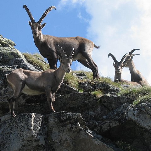 Steinböcke im Pitztal