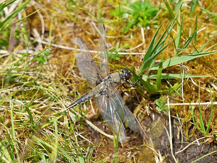 Braune Libelle