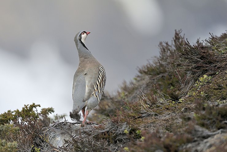 Steinhuhn auf Boden sitzend von hinten abgebildet