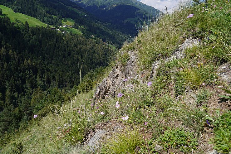 Magerweide Fließer Sonnenhänge