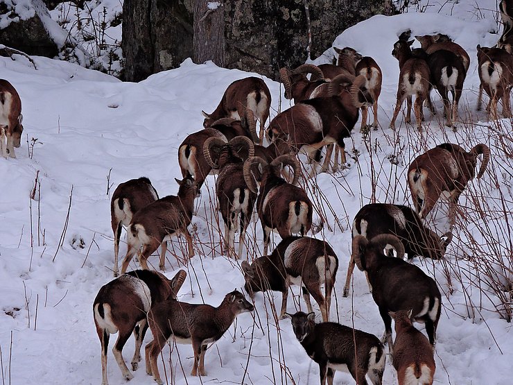 © Benedikt Kolp eine Muffelherde im Winterwald