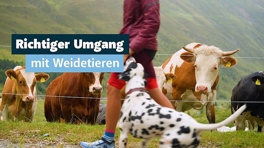 Richtiger Umgang mit Weidetieren
