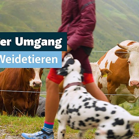 Richtiger Umgang mit Weidetieren