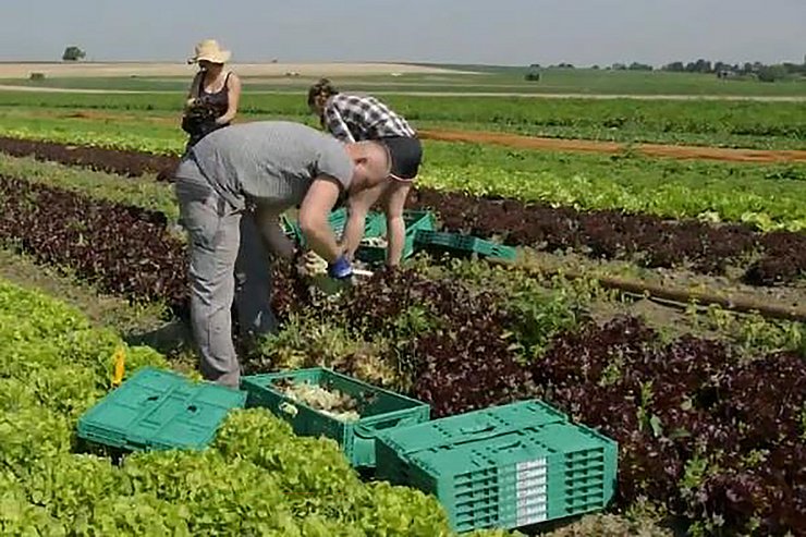 © Lerngut Drei Feldarbeiter:innen ernten auf einem großen Feld Salate.