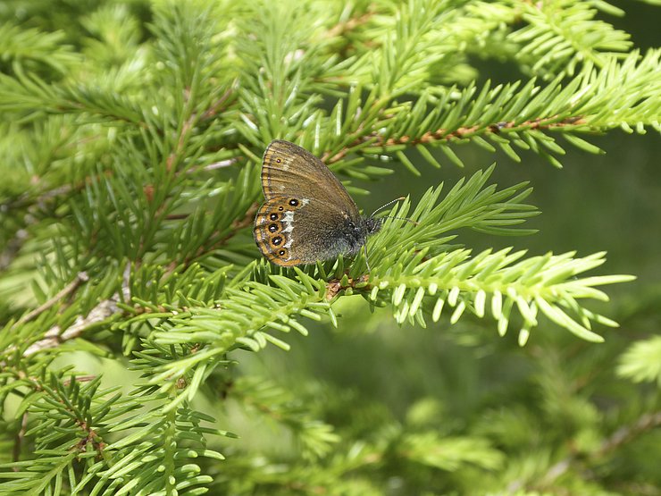 Schmetterling