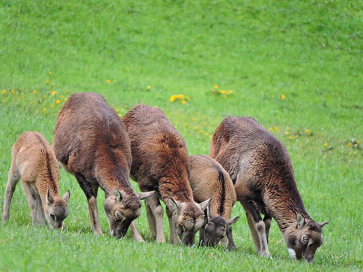© Benedikt Kolp Muffelschafe und Muffellämmer im Frühling beim Äsen