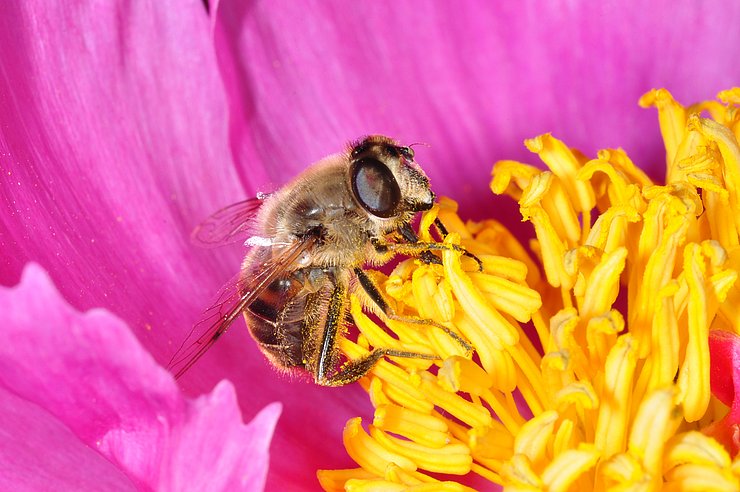 Braune Fliege auf Pfingstrose