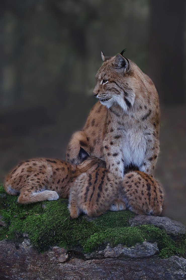 Eurasischer Luchs mit Jungtieren