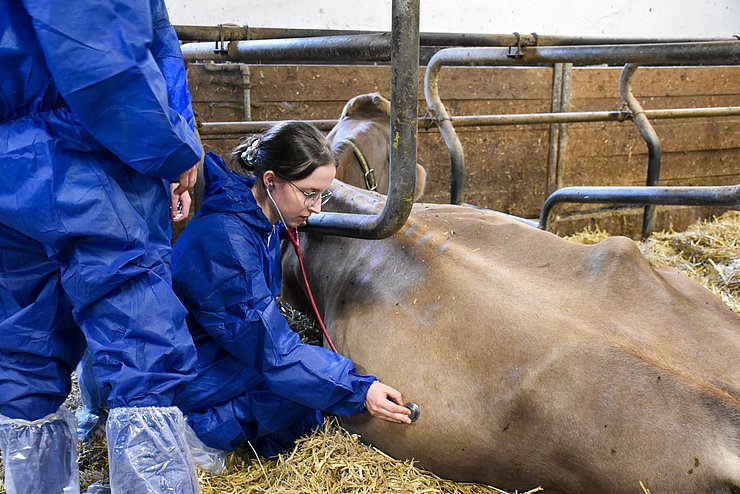 © Land Tirol/Jansenberger Tierärztin horcht mit Stethoskop den Körper einer Kuh ab.