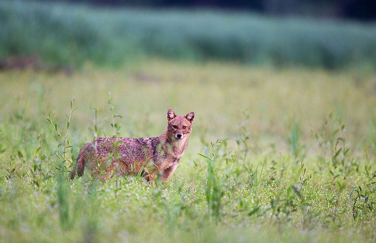 Goldschakal steht in Wiese