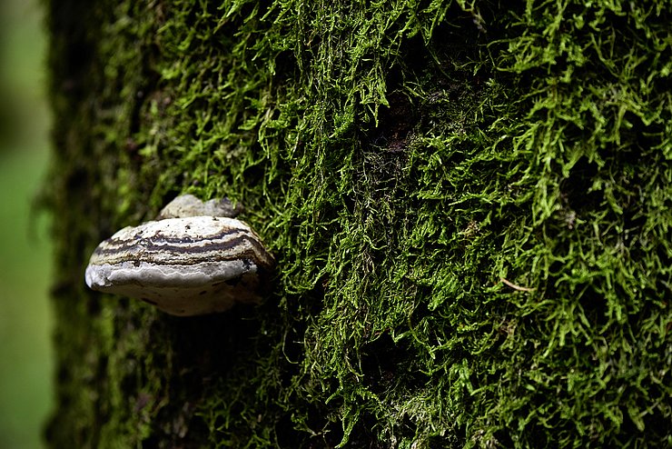 Ein Pilz wächst auf der Rinde eines Baumes