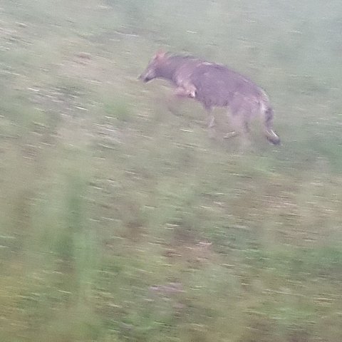 Im Gemeindegebiet von Bruck a. Z. wurde ein Wolf fotografiert