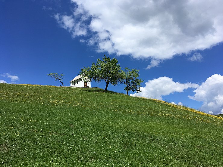 landschaftsprägende Einzelbäume
