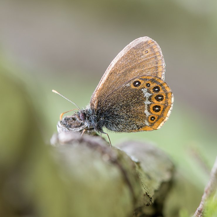 Foto Wald-Wiesenvögelchen