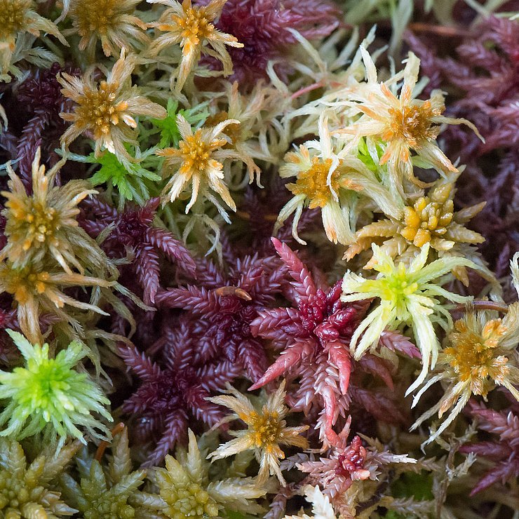 Torfmoos in bunten Farben