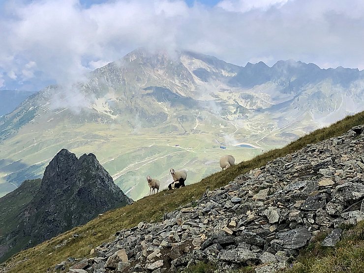 Schafe auf  Alm