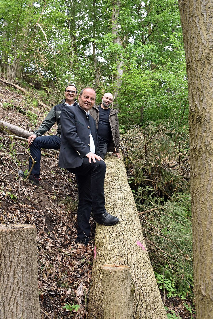 Totholz im Wald