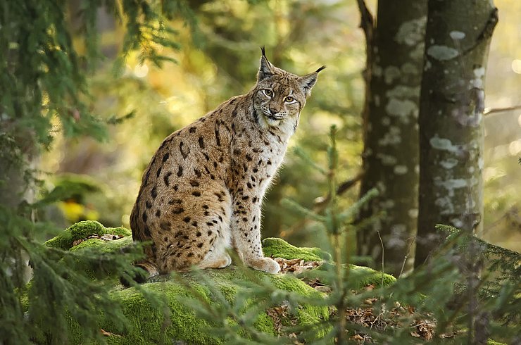 Seitenaufnahme sitzender Luchs