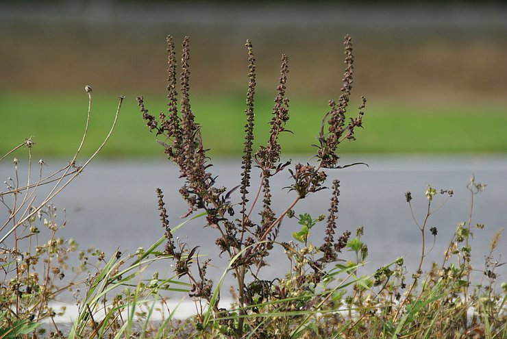 Ambrosia artemisiifolia