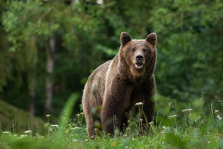 Braunbär auf Wiese