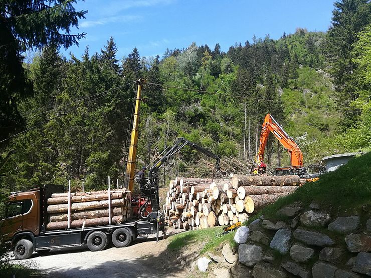 Das Käferholz muss rechtzeitig und rasch aus dem Wald abtransportiert werden. Es wird hier mit LKWs aus dem Wald gebracht.