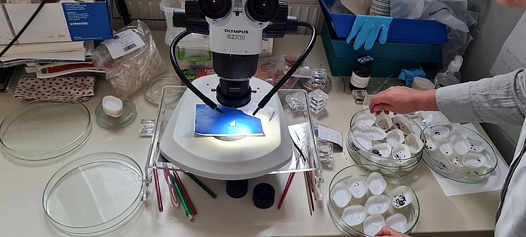 auf dem Bild ist ein Mikroskop zu sehen, unter welchem Mikroabfälle wie verkohlte Pflanzenreste oder Gusstropfen aus Bronze analysiert werden