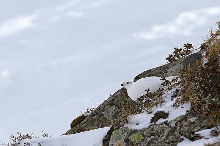 Weißes Schneehuhn im Schnee