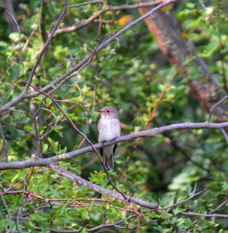 © Marion Schindlauer Kleiner grauer Vogel