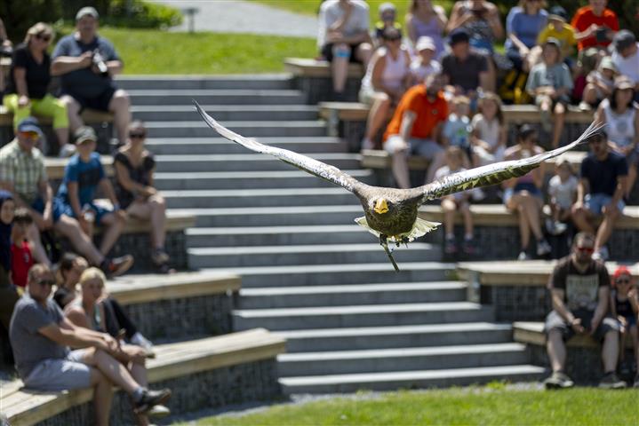 © Land Tirol/Sedlak fliegender Greifvogel und Zuschauer im Hintergrund